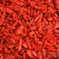 Bayas de goji rojas y secas chinas al por mayor baya de lobo